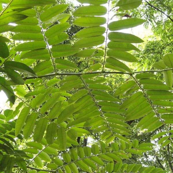 Toona sinensis - Cédrèle de Chine